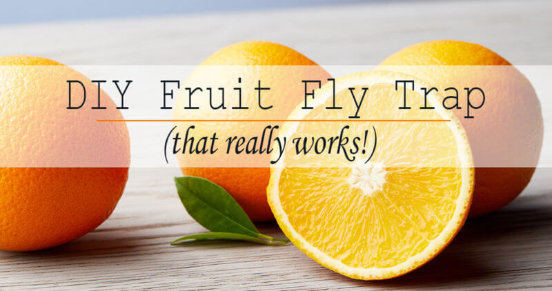 How to make the BEST fruit fly trap that really works! - The Herbal Spoon
