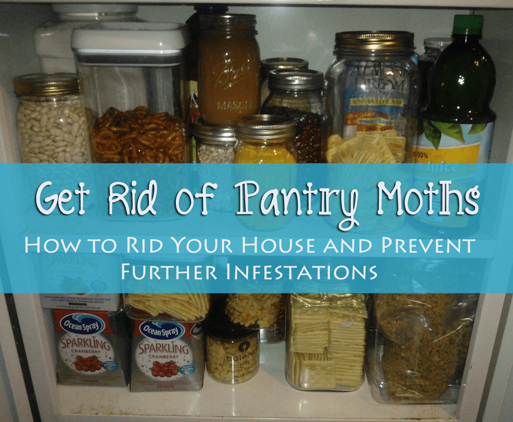 How to Get Rid of Pantry Moths