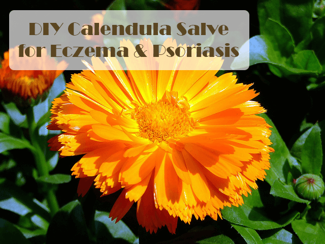 Calendula salve tutorial for soothing eczema and psoriasis - The Herbal Spoon